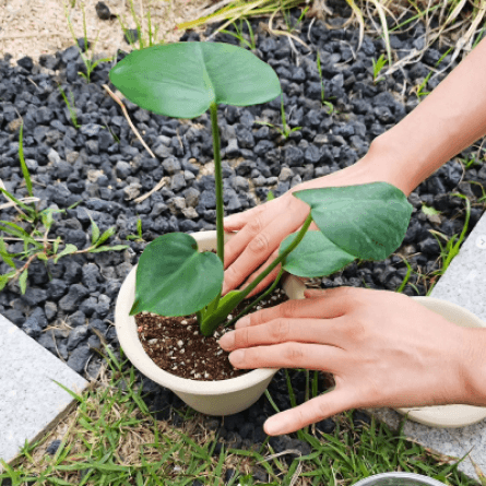 앰플의 제형 위에 적혀진 Ampoule or Cream?